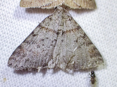 Dichromodes obtusata