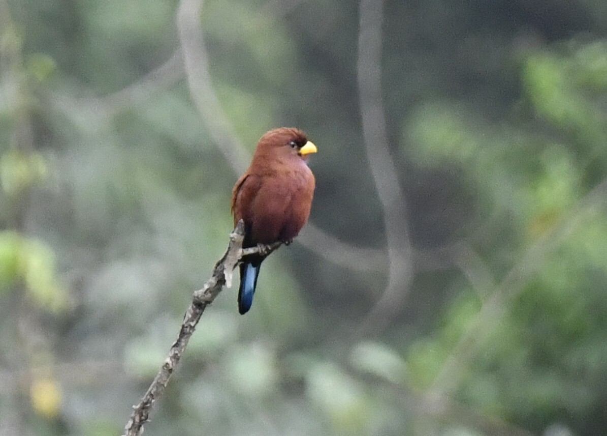 Blue-throated Roller (Eurystomus gularis), photo 5