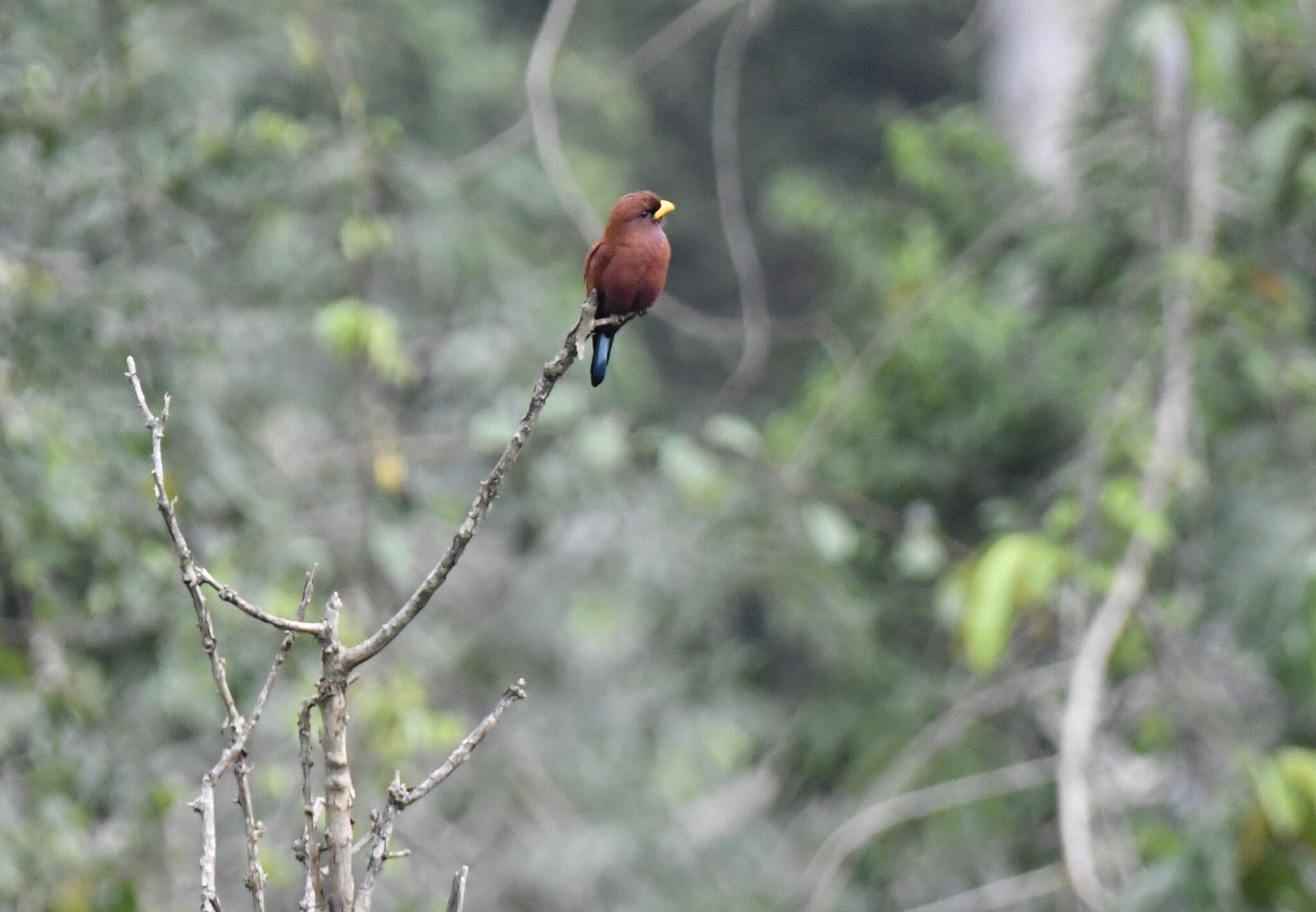 Blue-throated Roller (Eurystomus gularis), photo 6