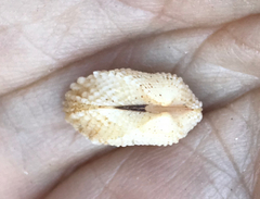 Acar gradata