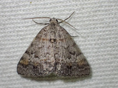 Dichromodes obtusata