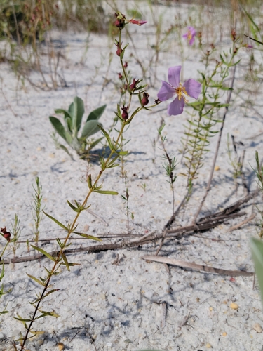 Panhandle Meadowbeauty (Rhexia salicifolia)