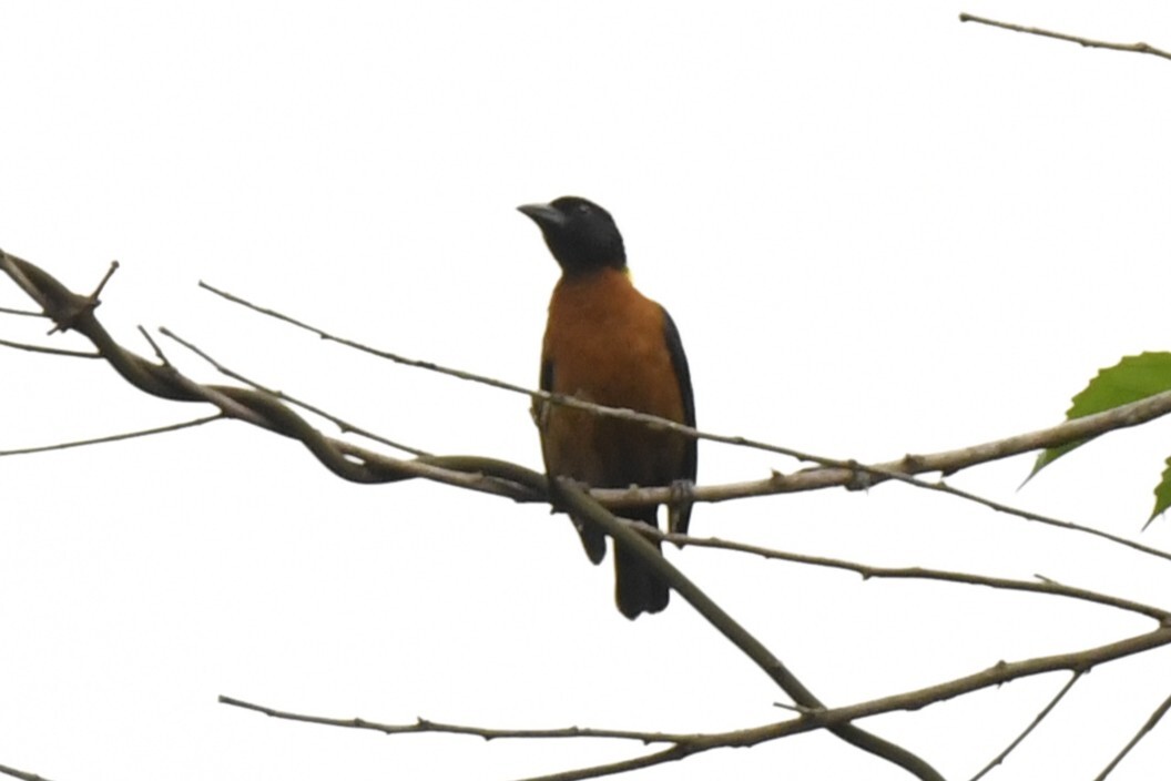 Yellow-mantled Weaver (Ploceus tricolor), photo 2