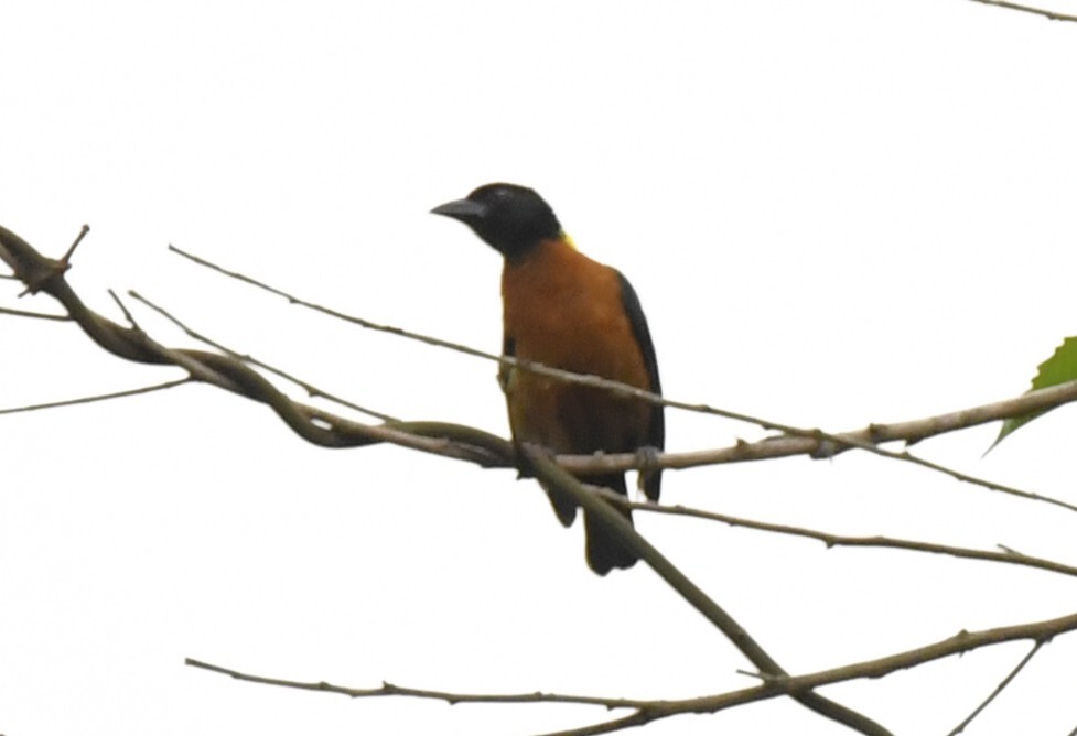 Yellow-mantled Weaver (Ploceus tricolor), photo 1