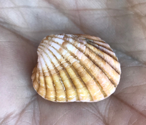Cardites grayi