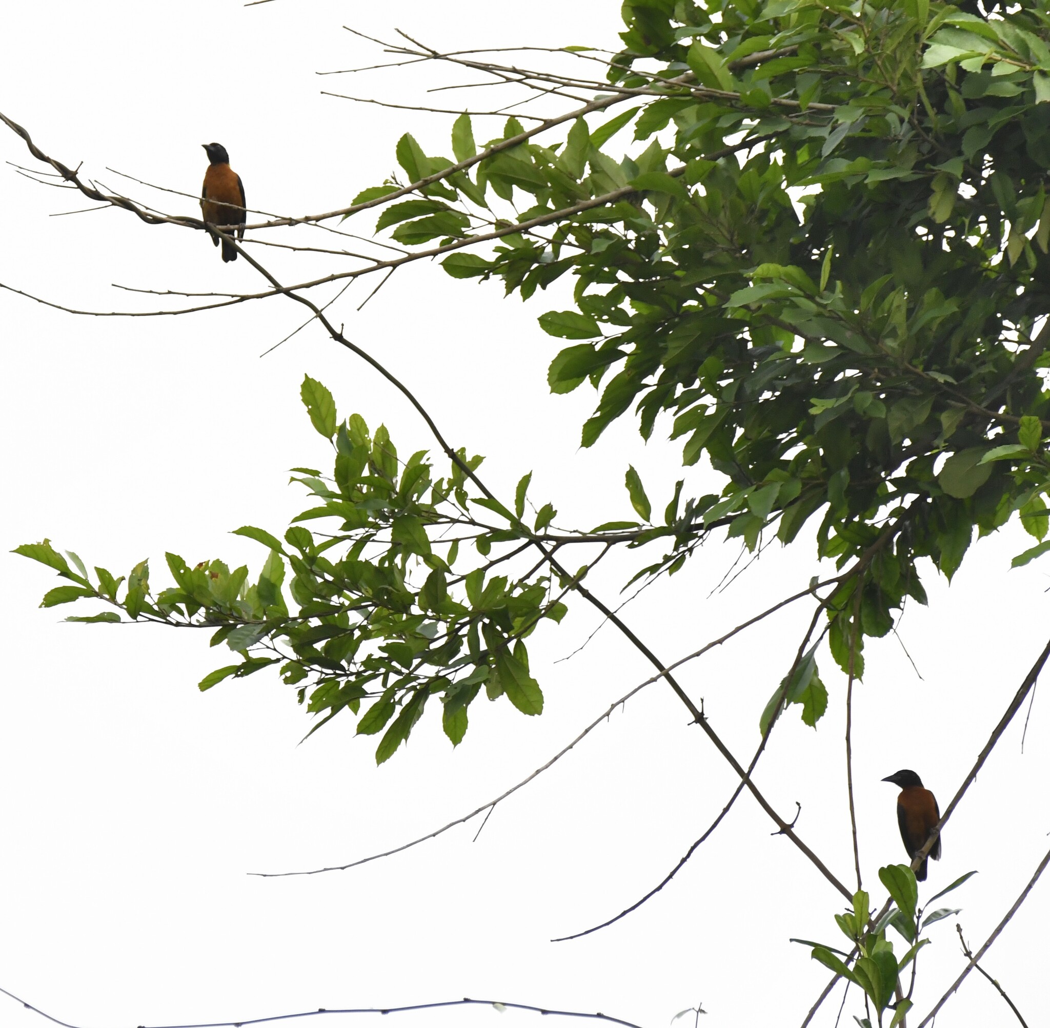 Yellow-mantled Weaver (Ploceus tricolor), photo 3