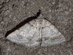 Dichromodes obtusata