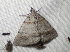 Dichromodes obtusata