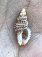 Bailya anomala