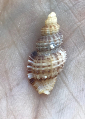Bailya anomala