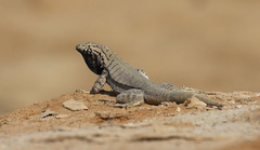 Microlophus peruvianus