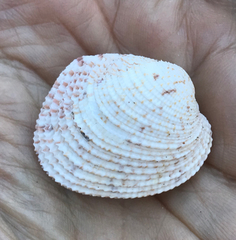 Periglypta reticulata