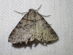 Dichromodes obtusata