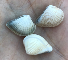 Anomalocardia cuneimeris