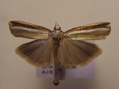 Orocrambus apicellus