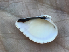 Anomalocardia cuneimeris