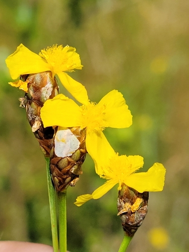 Kral's Yellow-eyed Grass (Xyris longisepala)