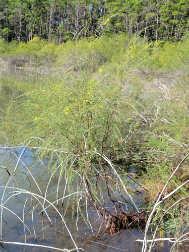 Hypericum lissophloeus, photograph 2