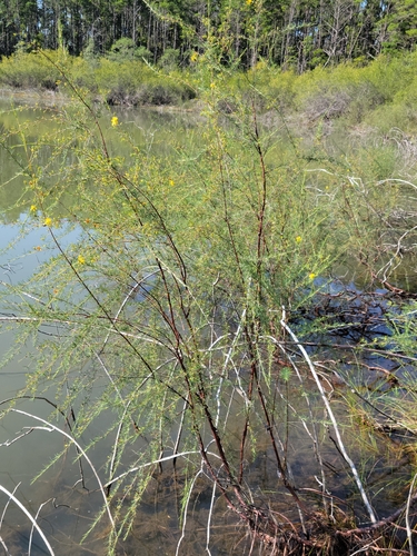 Hypericum lissophloeus