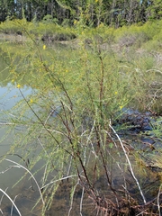 Hypericum lissophloeus