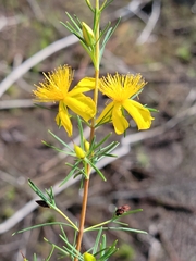 Hypericum lissophloeus, photograph (c) Jay Horn, some rights reserved (CC BY)