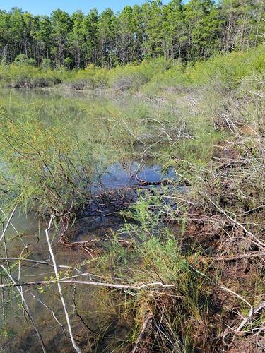 Hypericum lissophloeus, photograph 4