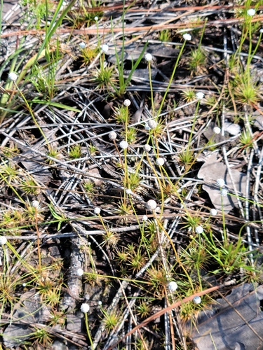 Narrow Pipewort (Eriocaulon lineare)