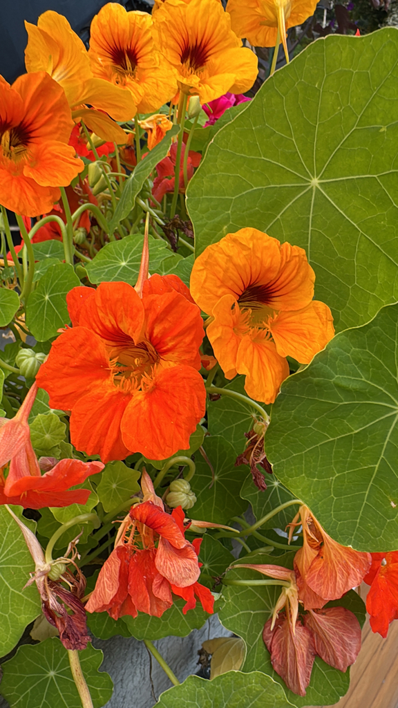 Tropaeolum majus