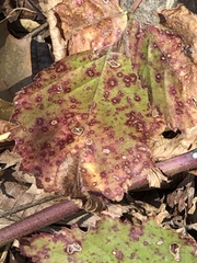 Sphaerulina westendorpii