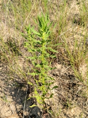 Chrysopsis lanuginosa