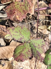 Sphaerulina westendorpii