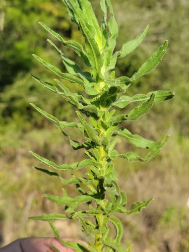 Chrysopsis lanuginosa, photograph 2
