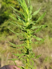 Chrysopsis lanuginosa, photograph (c) Jay Horn, some rights reserved (CC BY)