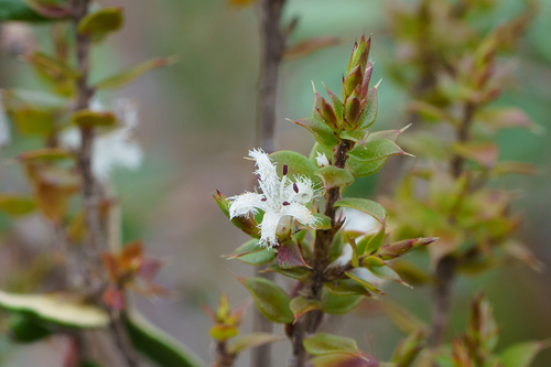 Desert Styphelia (Styphelia exarrhena)