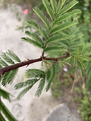 Vachellia insulae-iacobi