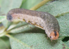 Rhogogaster picta