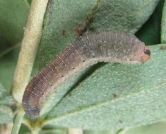 Rhogogaster picta