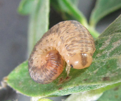 Rhogogaster picta