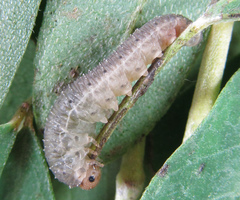 Rhogogaster picta