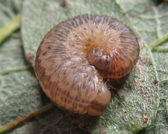 Rhogogaster picta