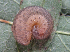 Rhogogaster picta