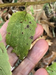 Septoria agrimoniae-eupatoriae