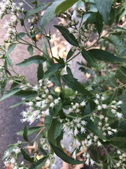 Septoria agrimoniae-eupatoriae