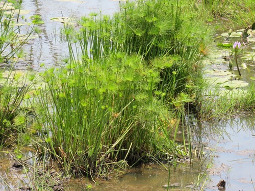 Cyperus prolifer