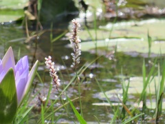 Persicaria madagascariensis