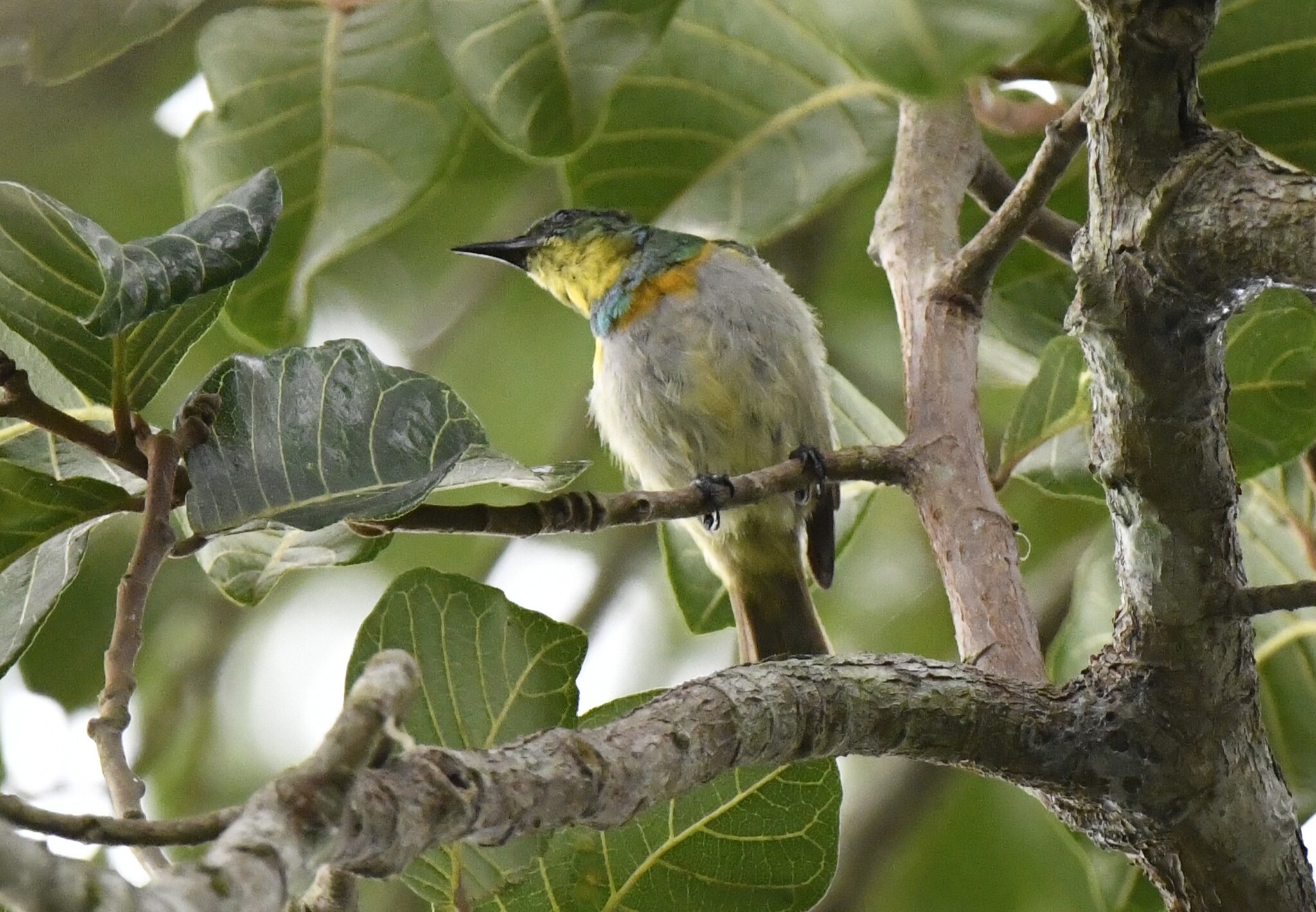 Yellow-chinned Sunbird (Anthreptes rectirostris), photo 9
