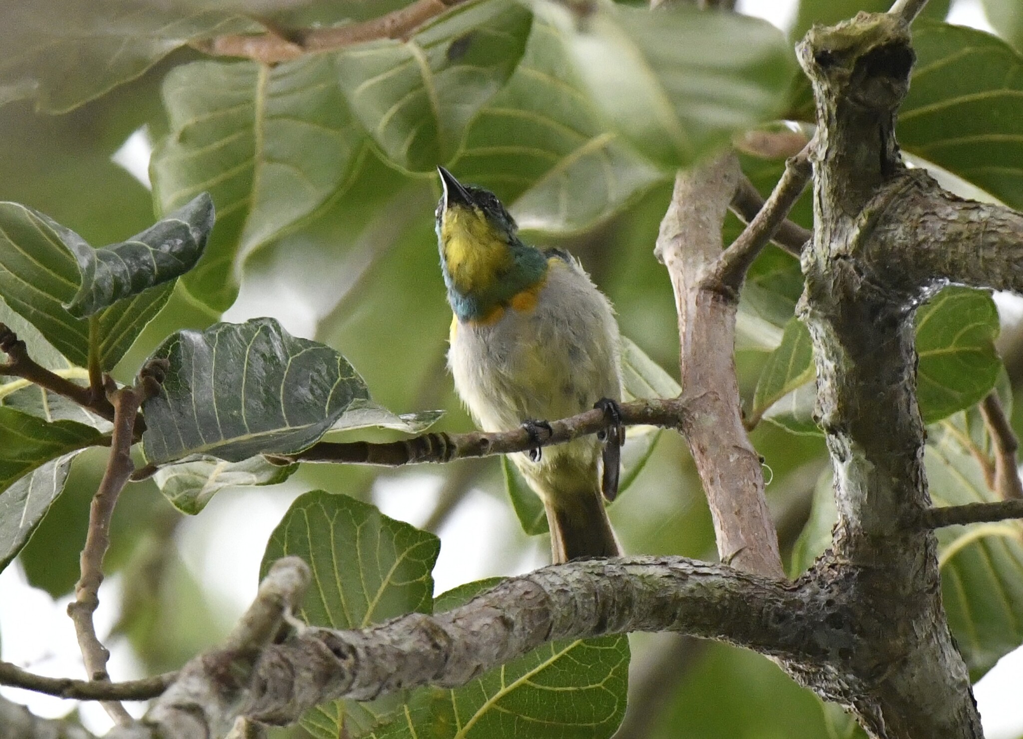 Yellow-chinned Sunbird (Anthreptes rectirostris), photo 10