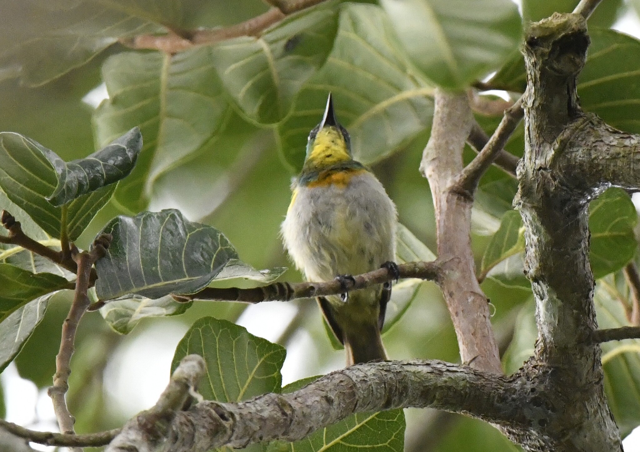 Yellow-chinned Sunbird (Anthreptes rectirostris), photo 7