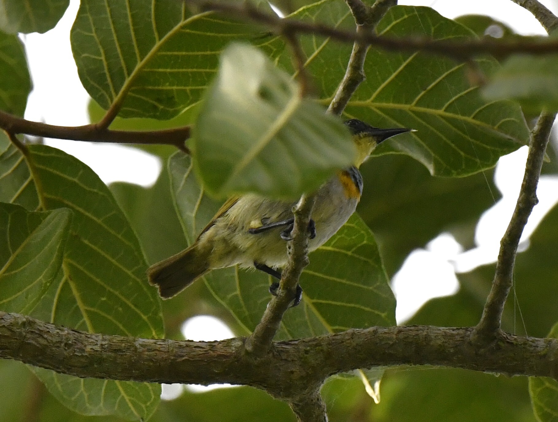 Yellow-chinned Sunbird (Anthreptes rectirostris), photo 8