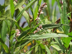 Persicaria madagascariensis